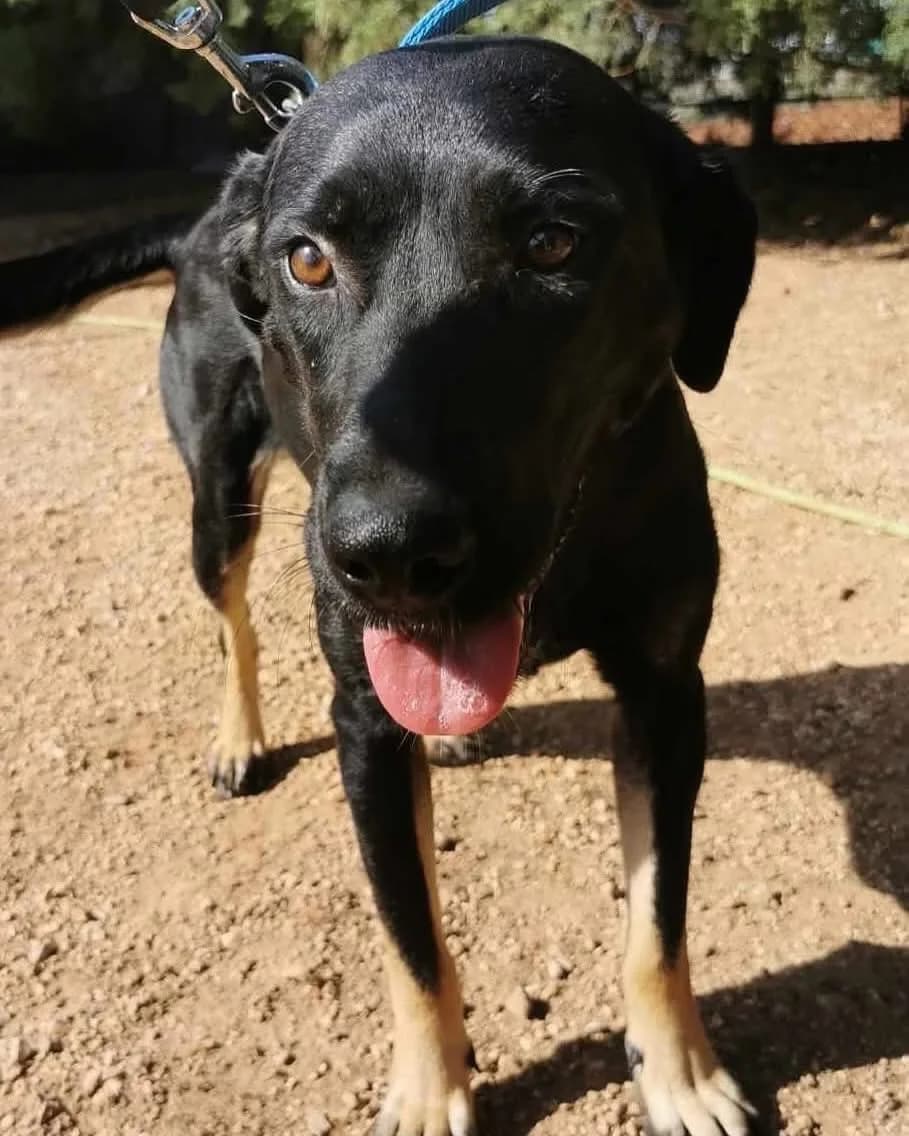 Klara — Mixed Breed