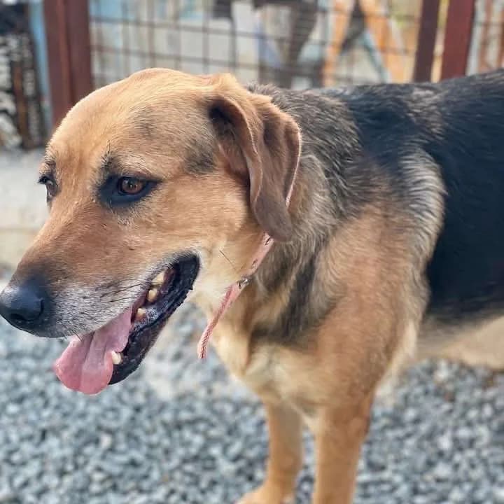 Athena — Mixed Breed