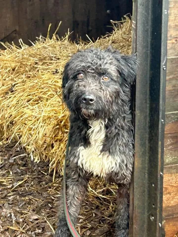 Colby — Mixed Breed