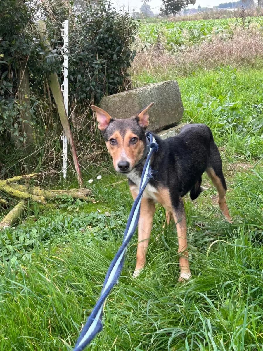 Oscar — Mixed Breed