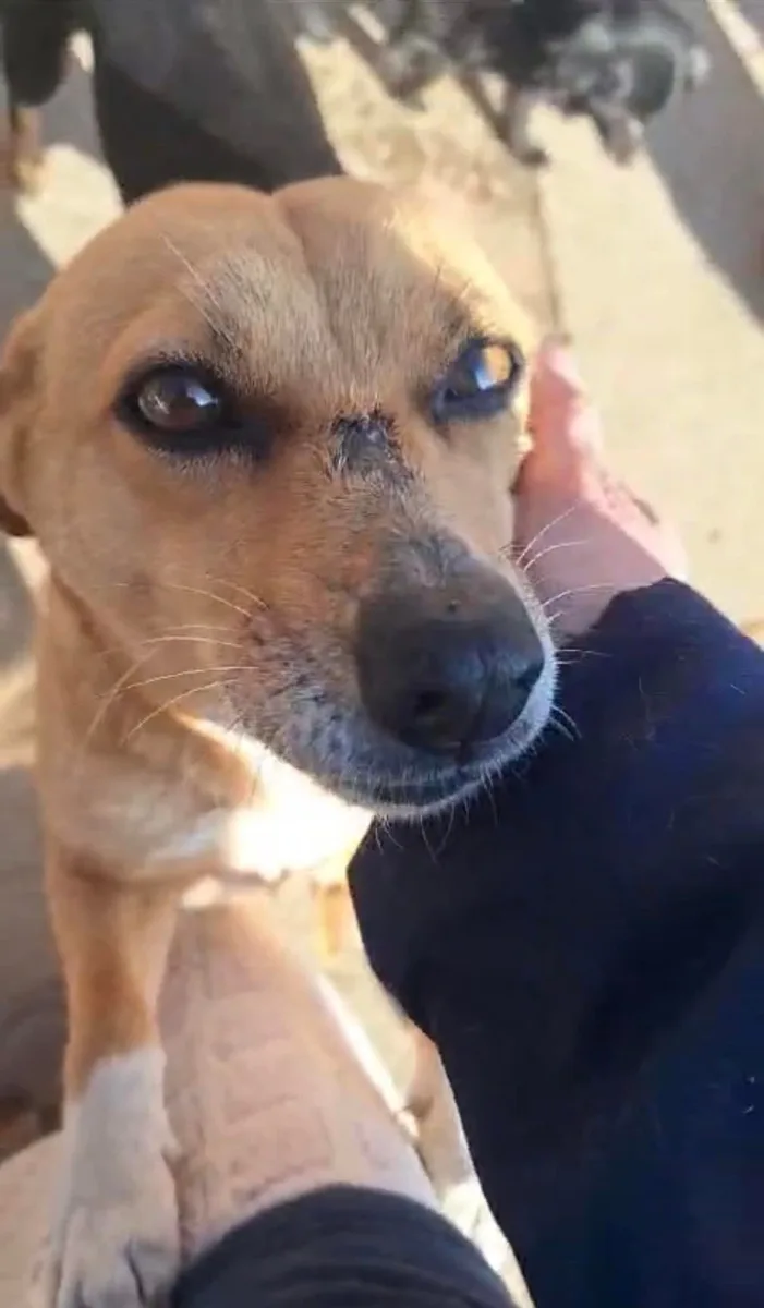 Golda — Mixed Breed