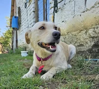 Alaska — Mixed Breed