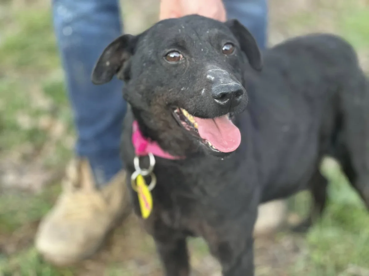 Allegra — Mixed Breed