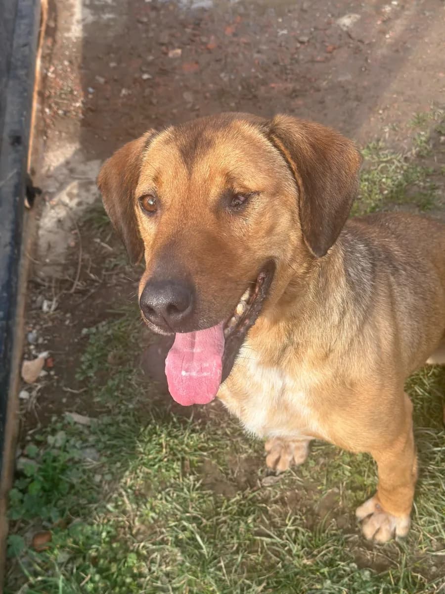 Giani — Mixed Breed