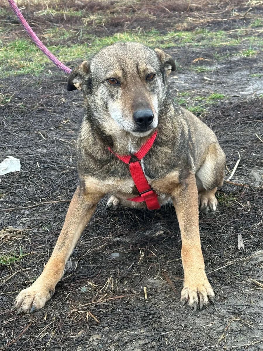 Poppy — Mixed Breed