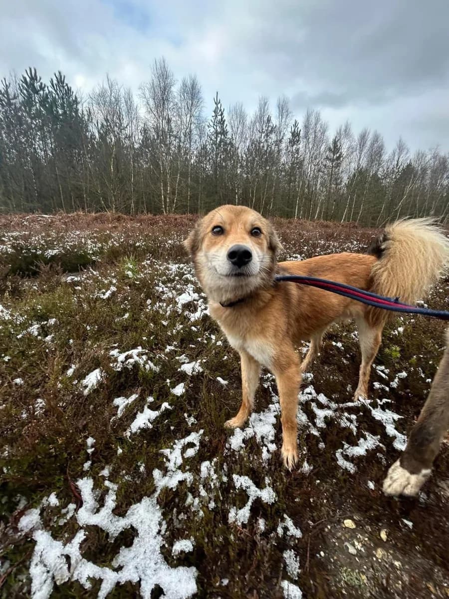 Solomon — Mixed Breed