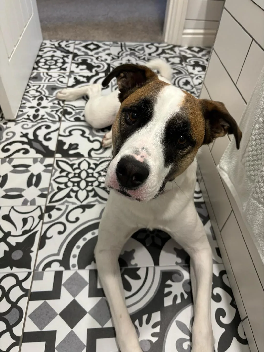 Lana — Mixed Breed