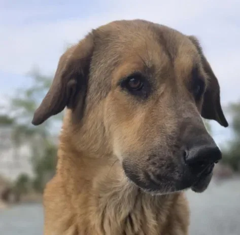 Kaira — Shepherd Cross