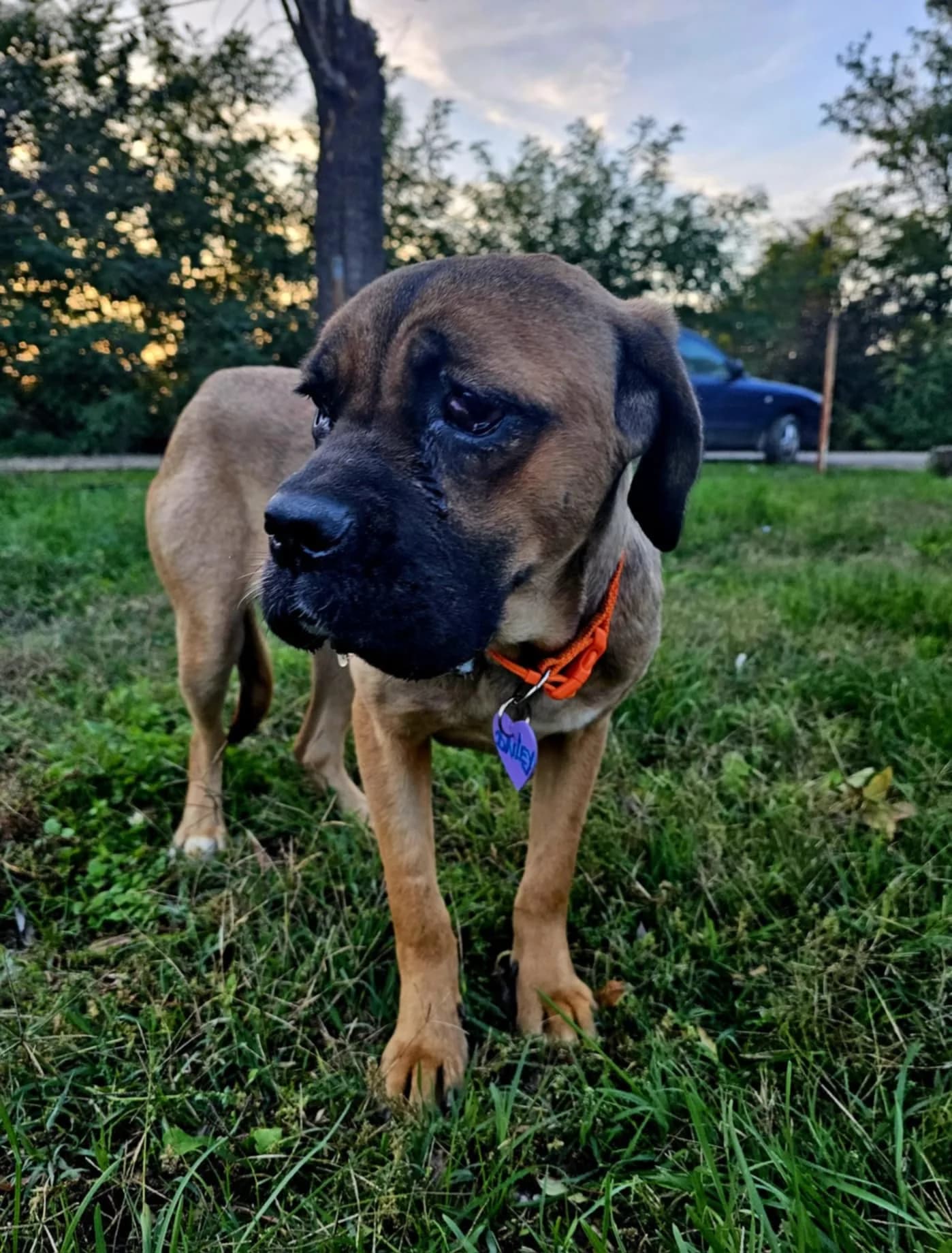 Bailey — Mixed Breed