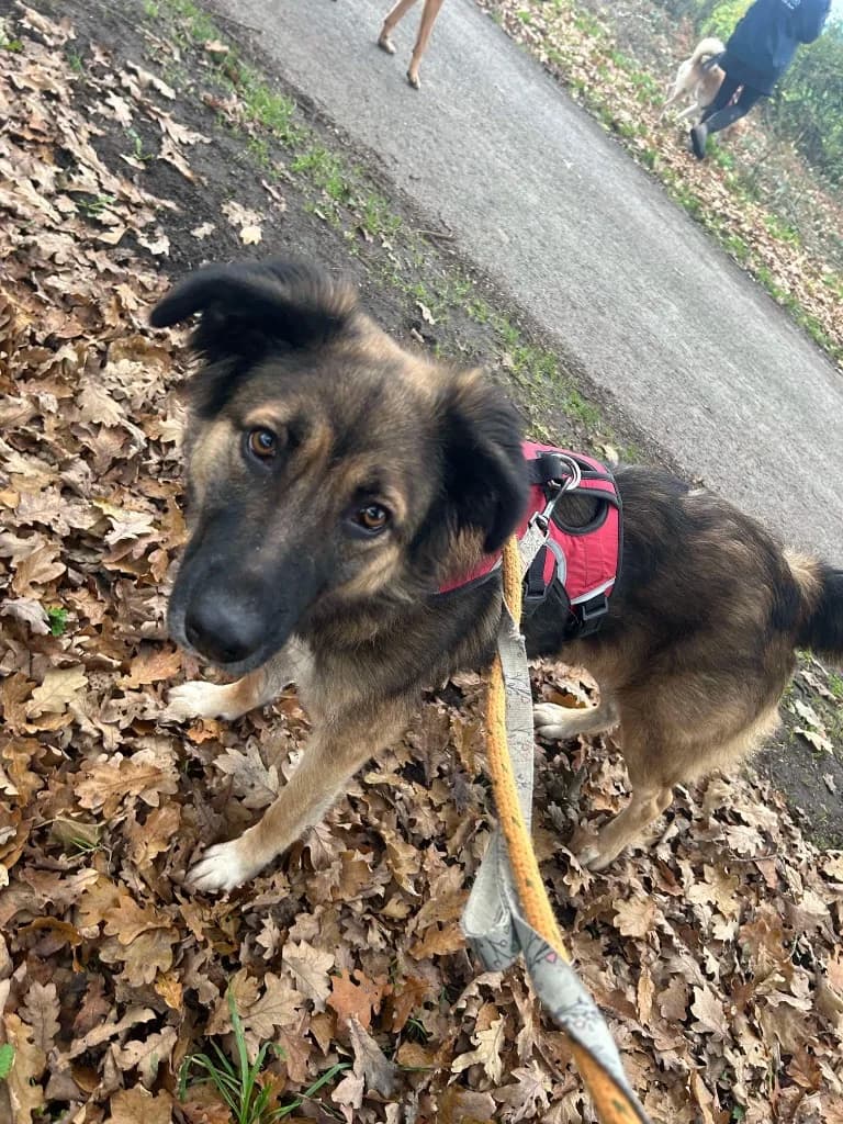 Sidney — Mixed Breed