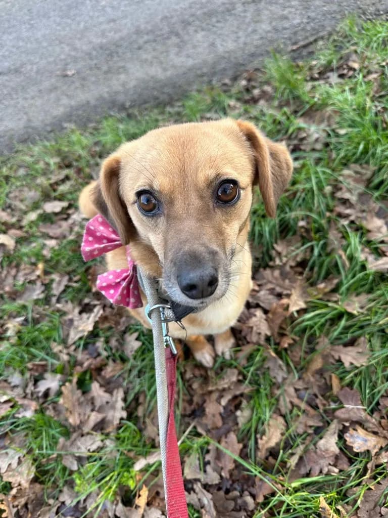 Irish — Mixed Breed