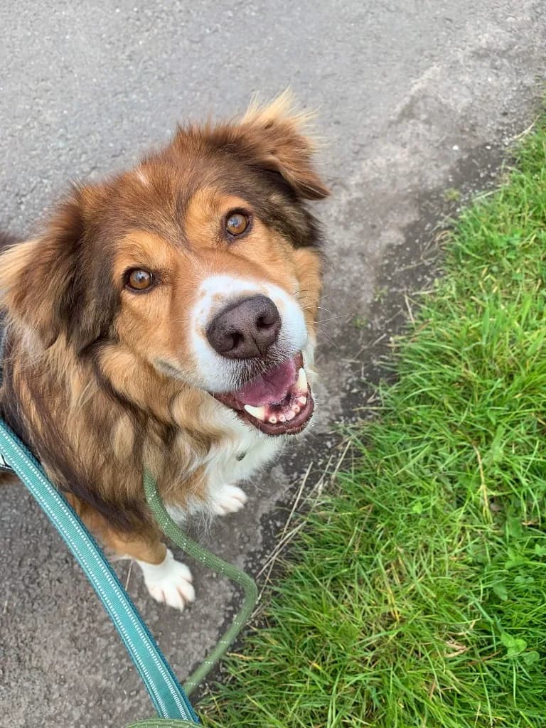 Pongo — Mixed Breed