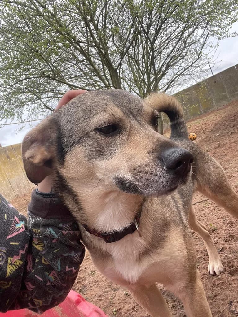 Archie — Mixed Breed