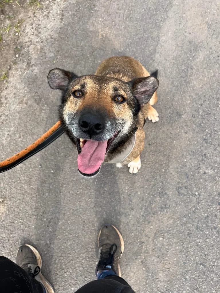 Faith — Mixed Breed