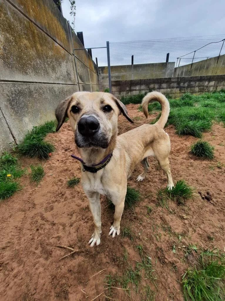 Ziggy — Mixed Breed