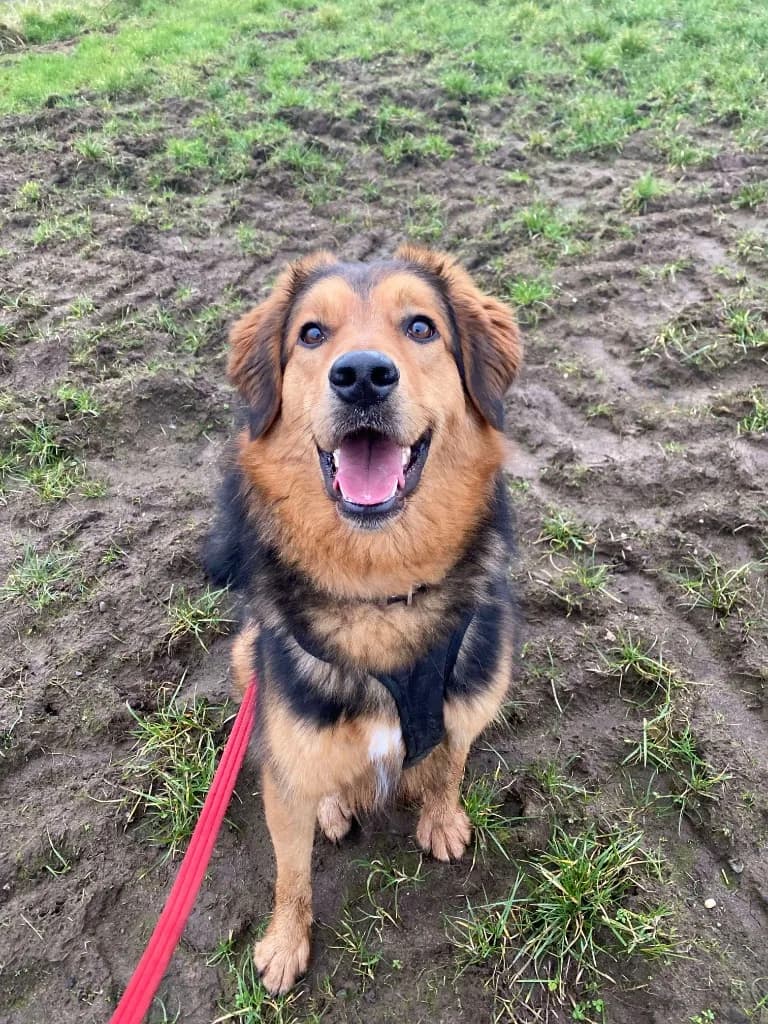 Derry — Mixed Breed