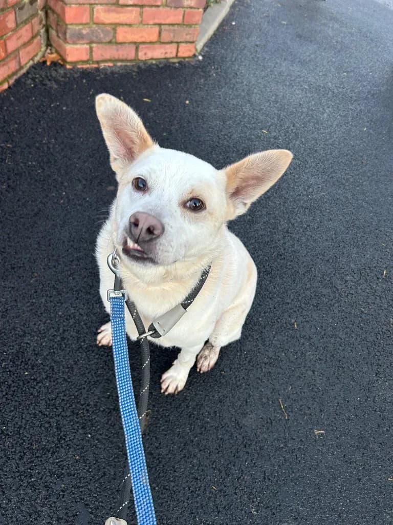 Bear — Mixed Breed