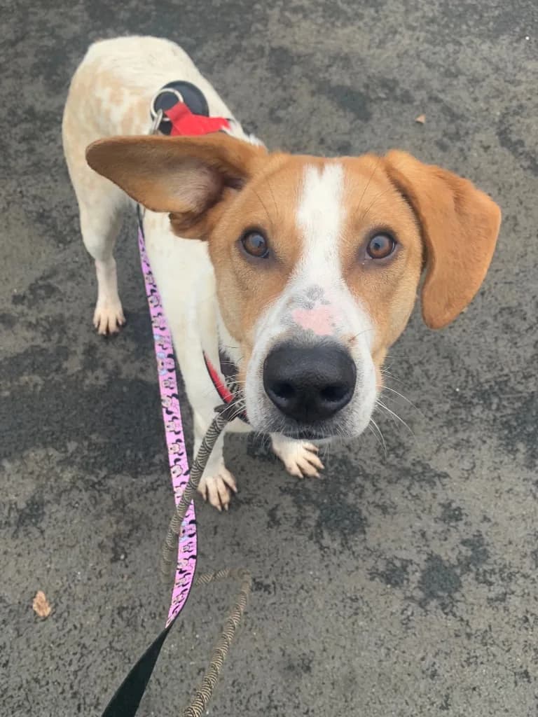 Jordan — Mixed Breed