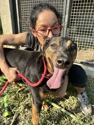 Maveric — Mixed Breed