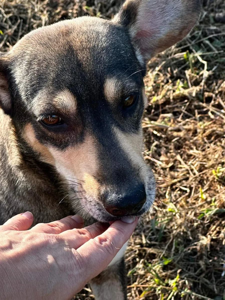 Sadie — Mixed Breed