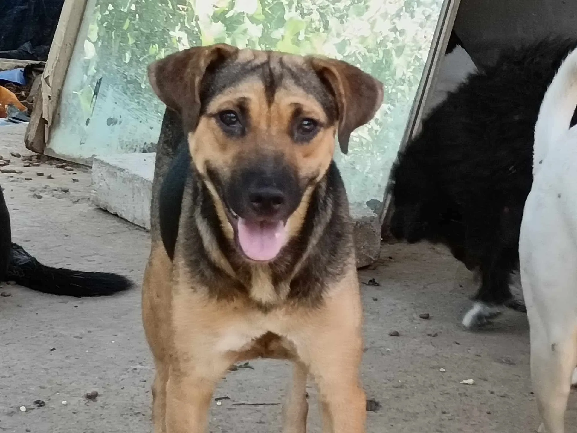 Yasmin — Mixed Breed