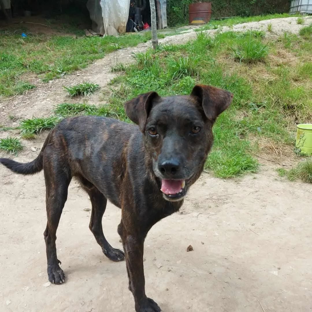 Bobby — Mixed Breed