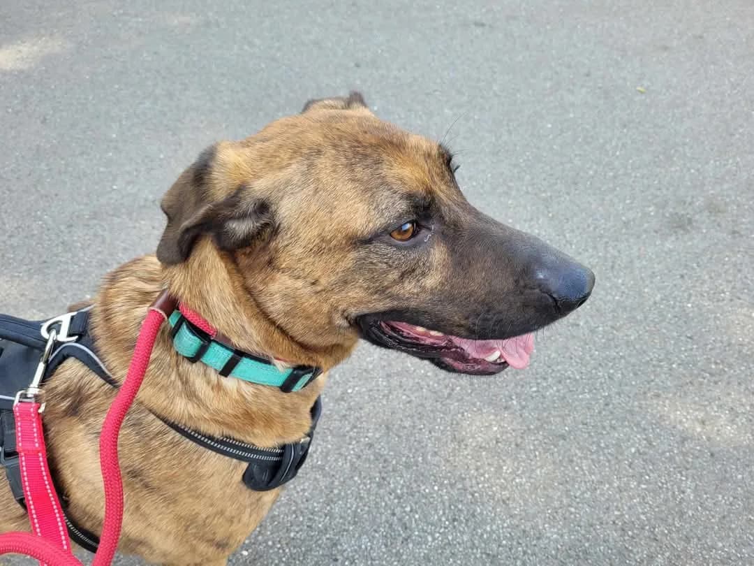 Monty — Mixed Breed