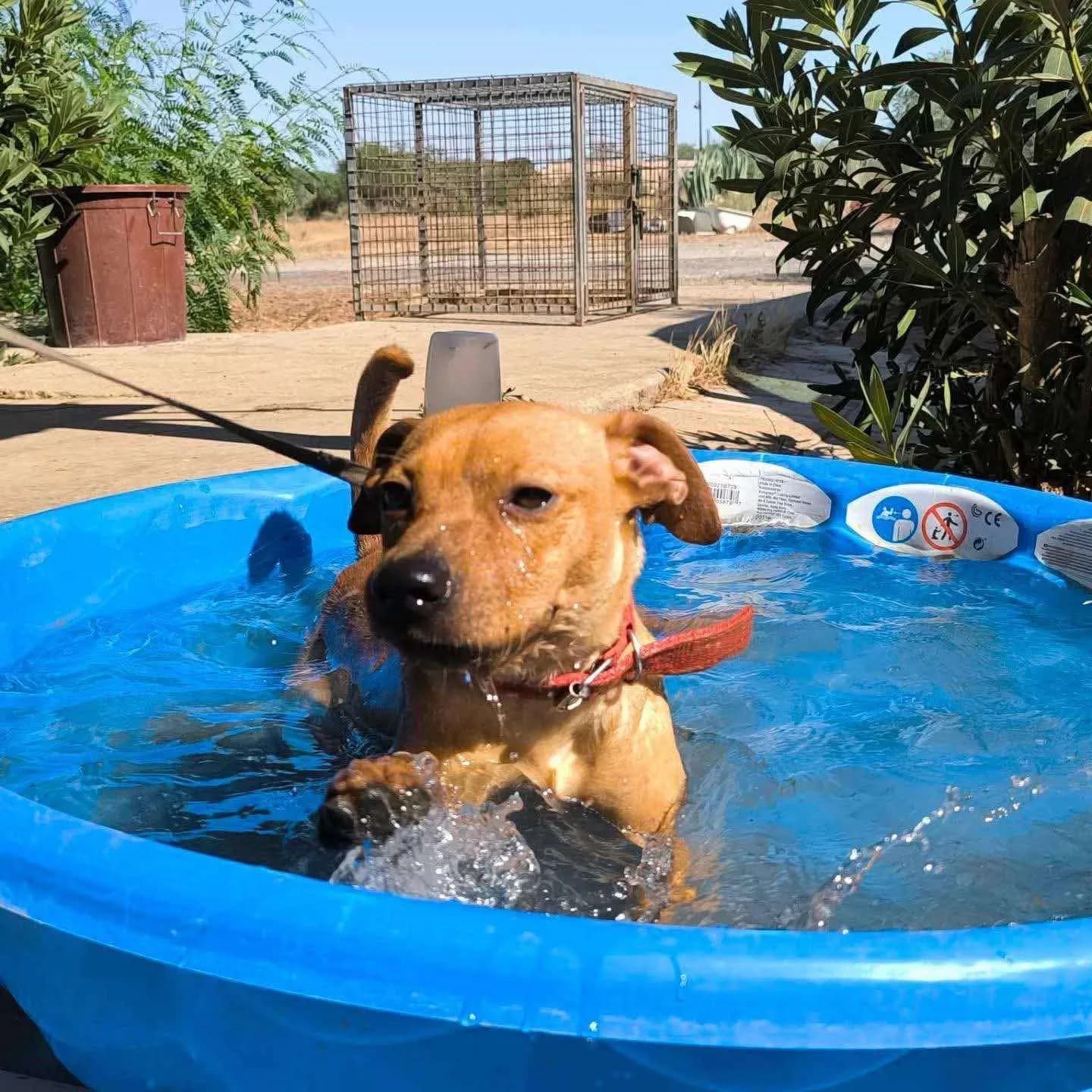 Paolo — Mixed Breed