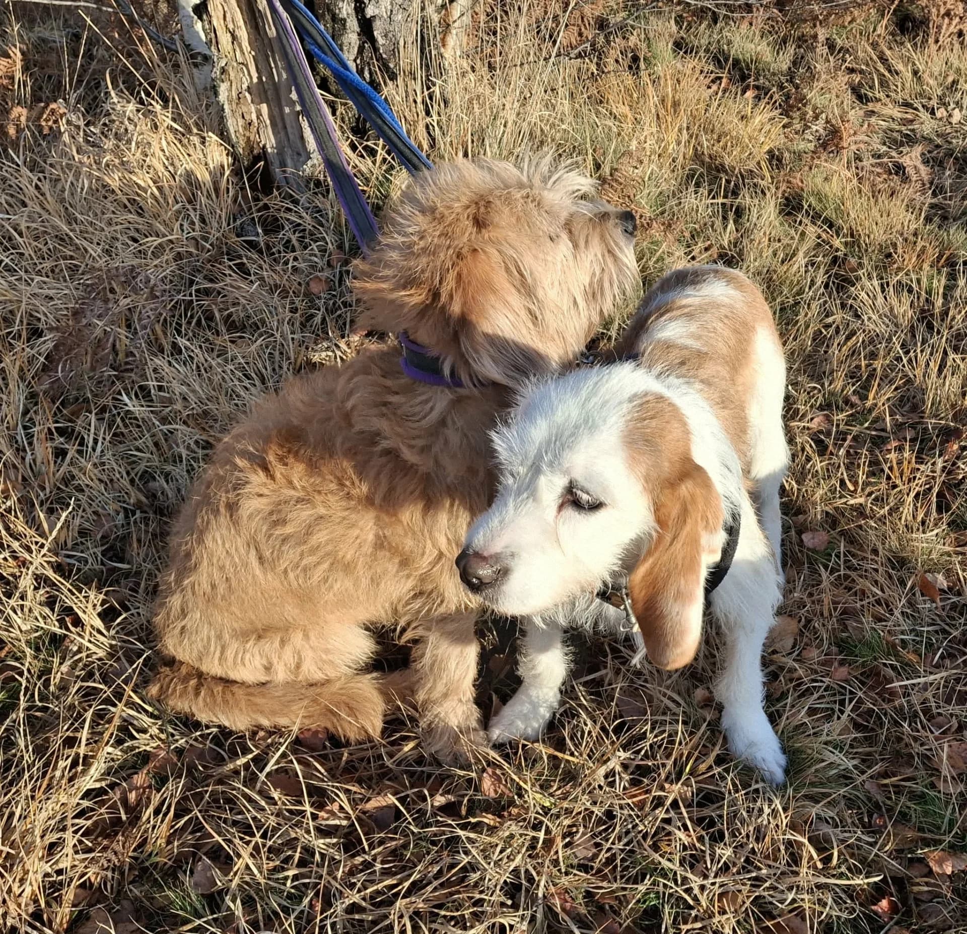 Dulce — Griffon Cross