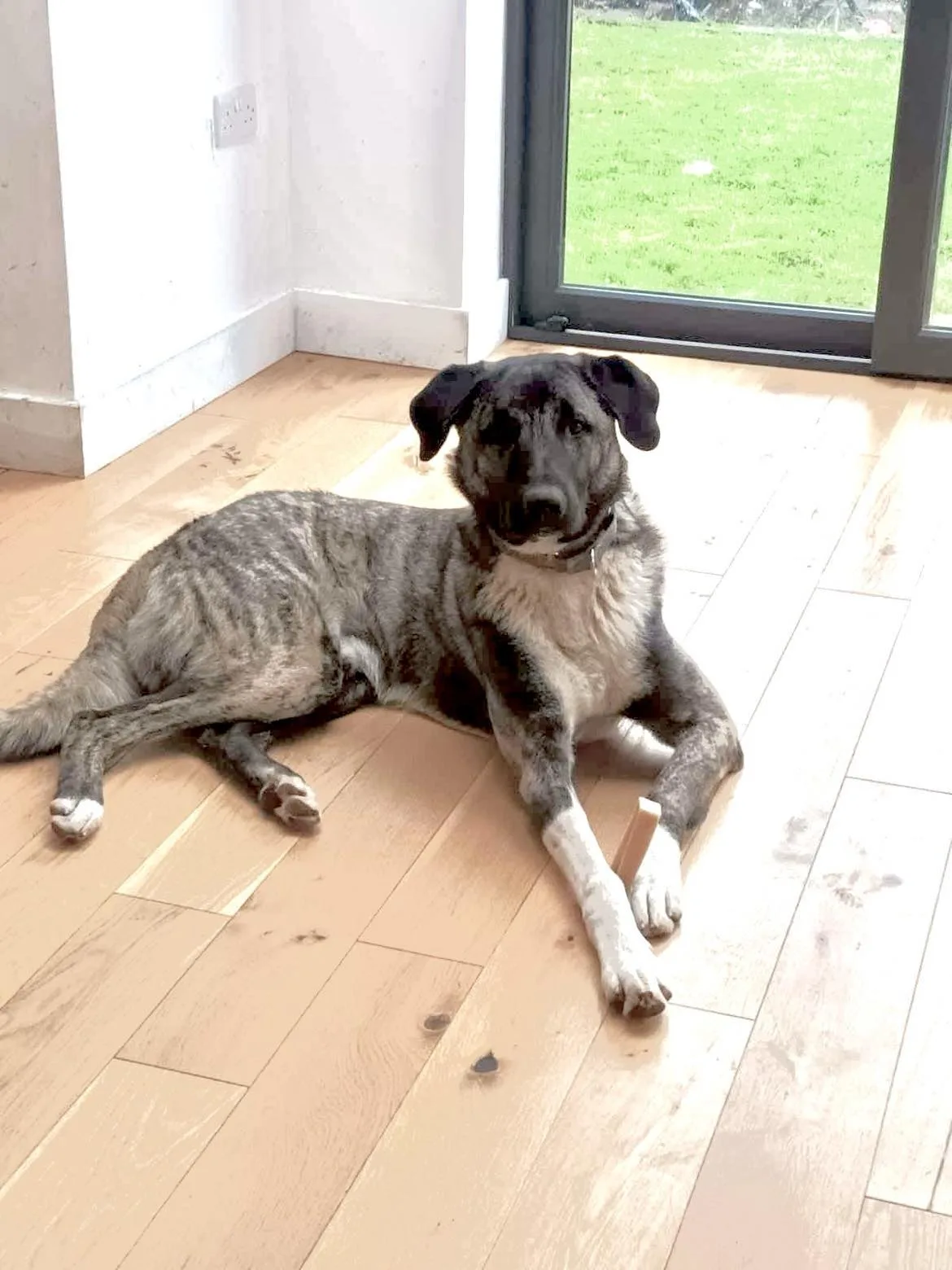 Hank — Anatolian Shepherd Cross