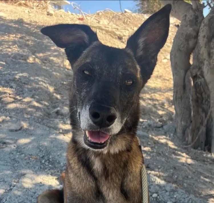 Morits — Mixed Breed