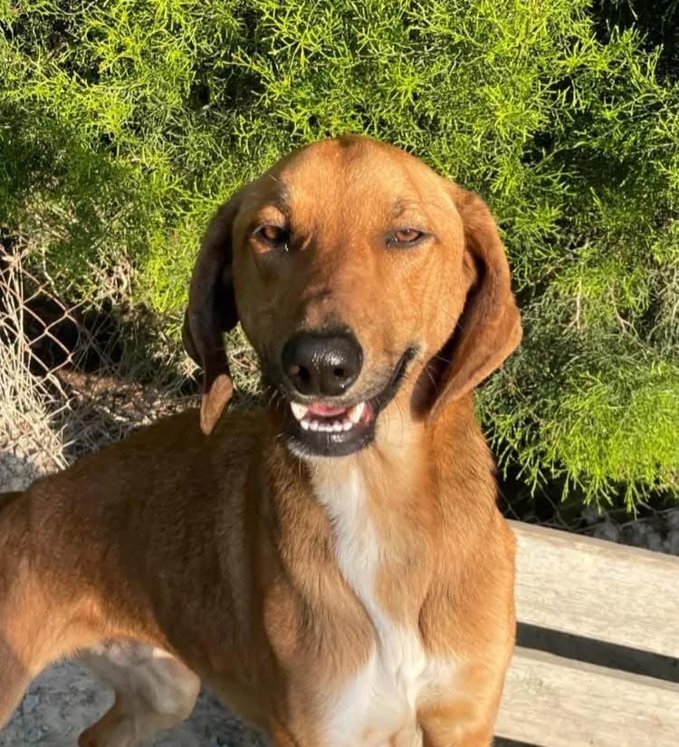 Beau — Mixed Breed