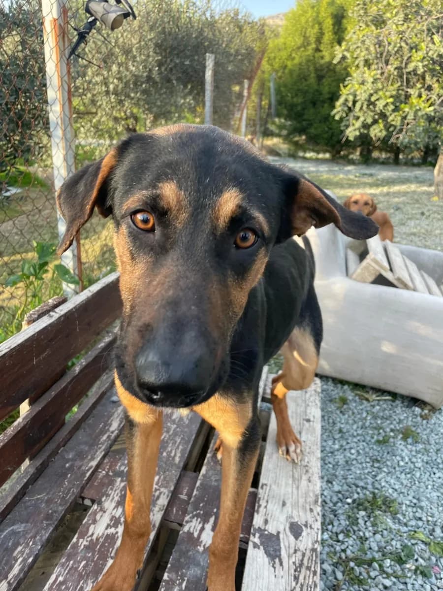 Brady — Mixed Breed