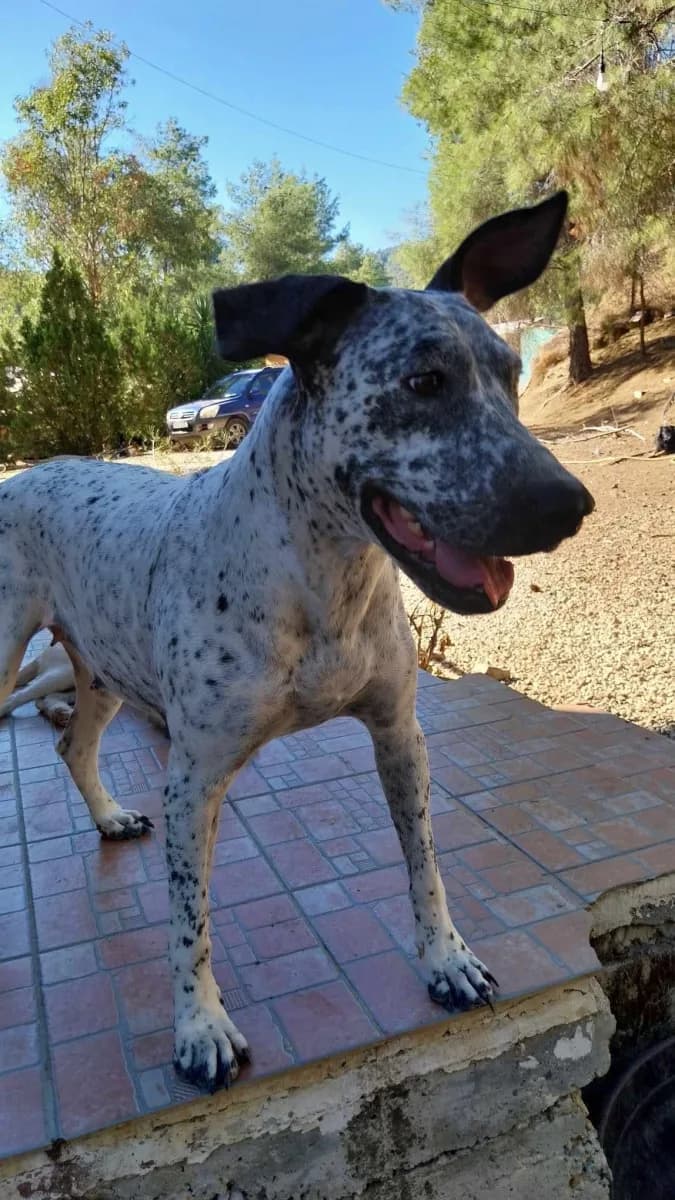 Phoenix — Mixed Breed