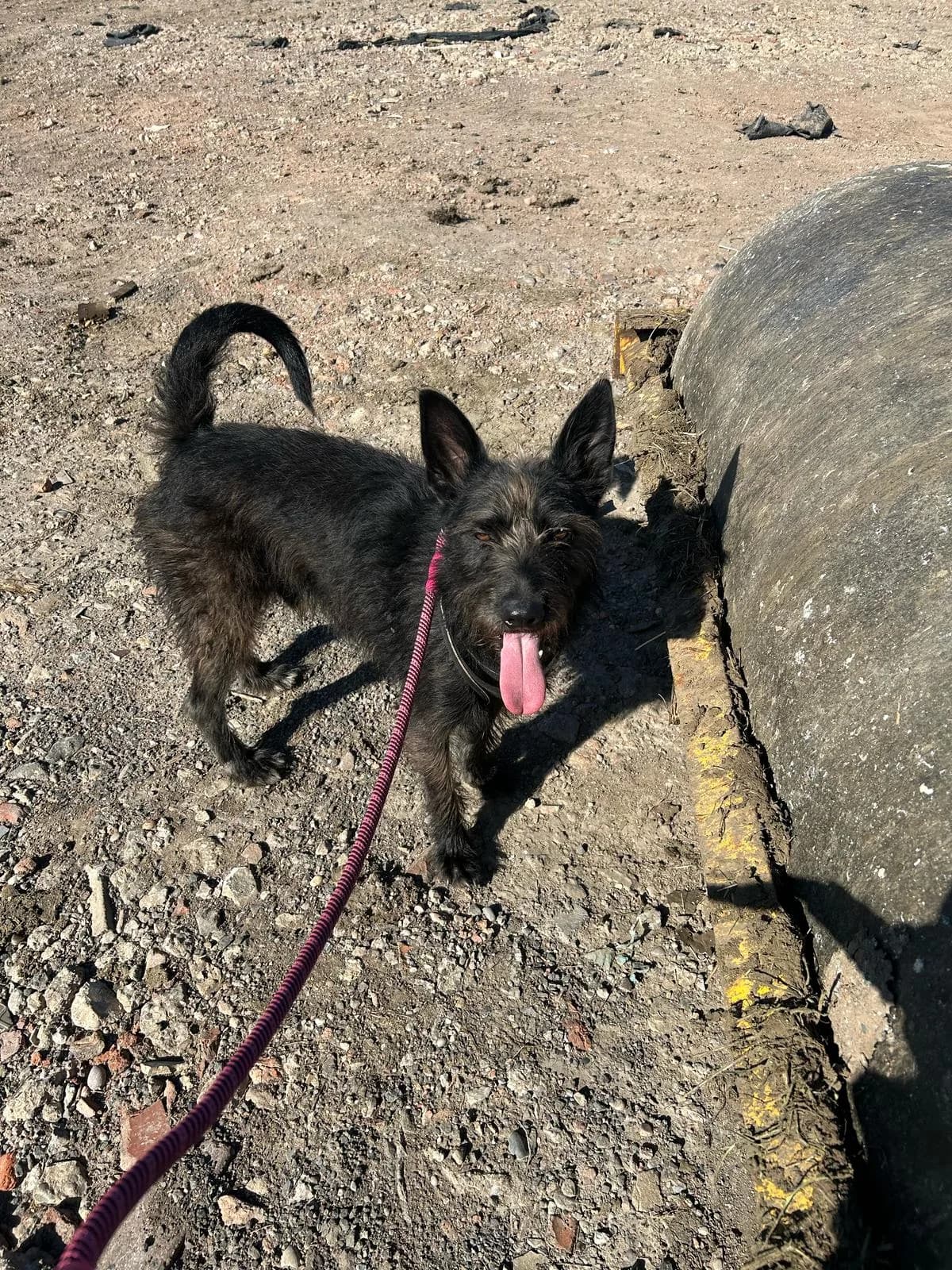 Pascal — Mixed Breed