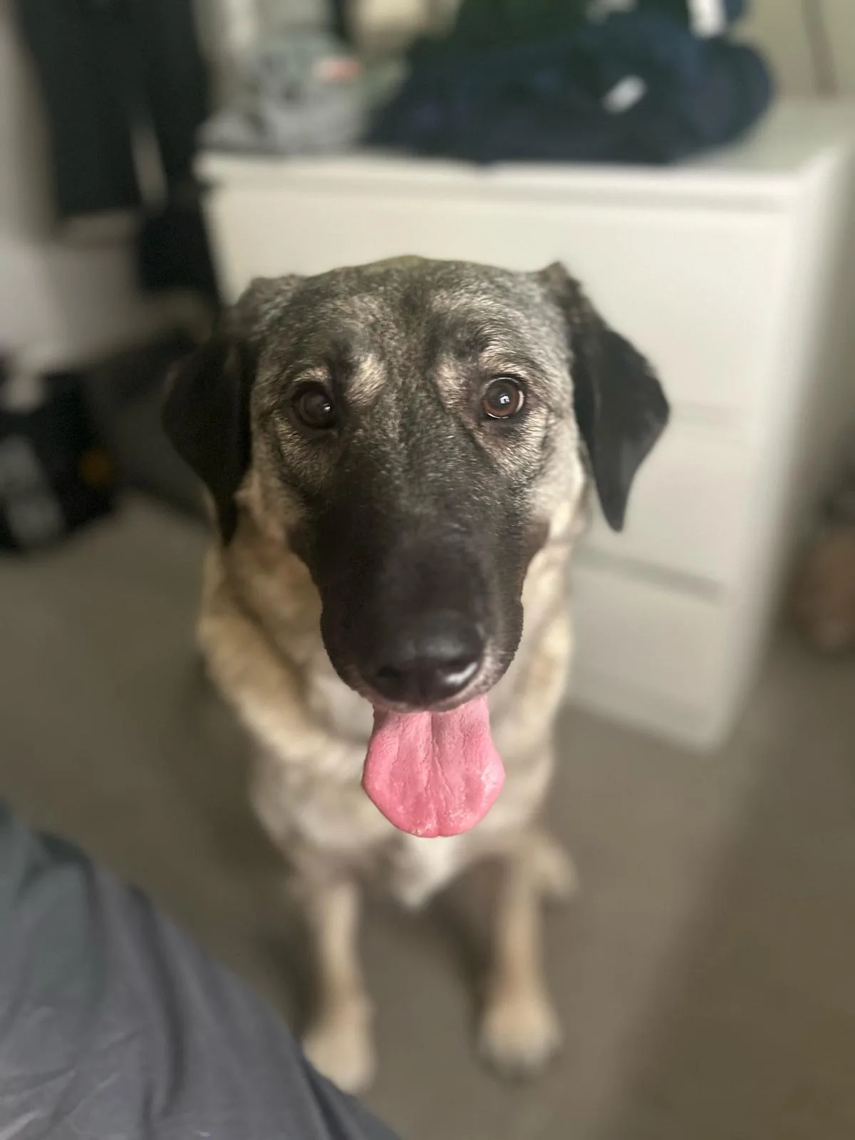 Kyra — Sarplaninac