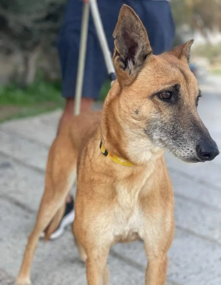 Nicol — Greyhound Cross