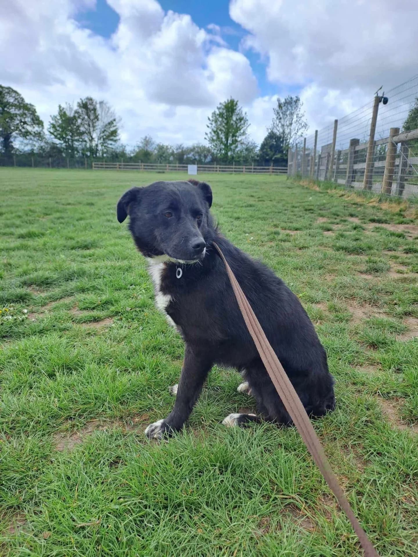 Bobbin — Mixed Breed