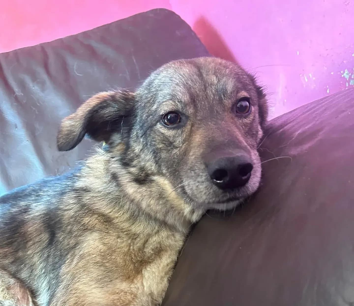 Stanley — Mixed Breed