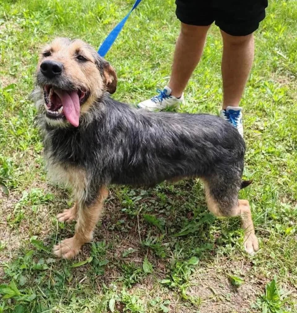 Cedric — Mixed Breed