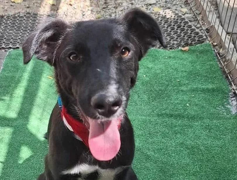 Rupert — Mixed Breed