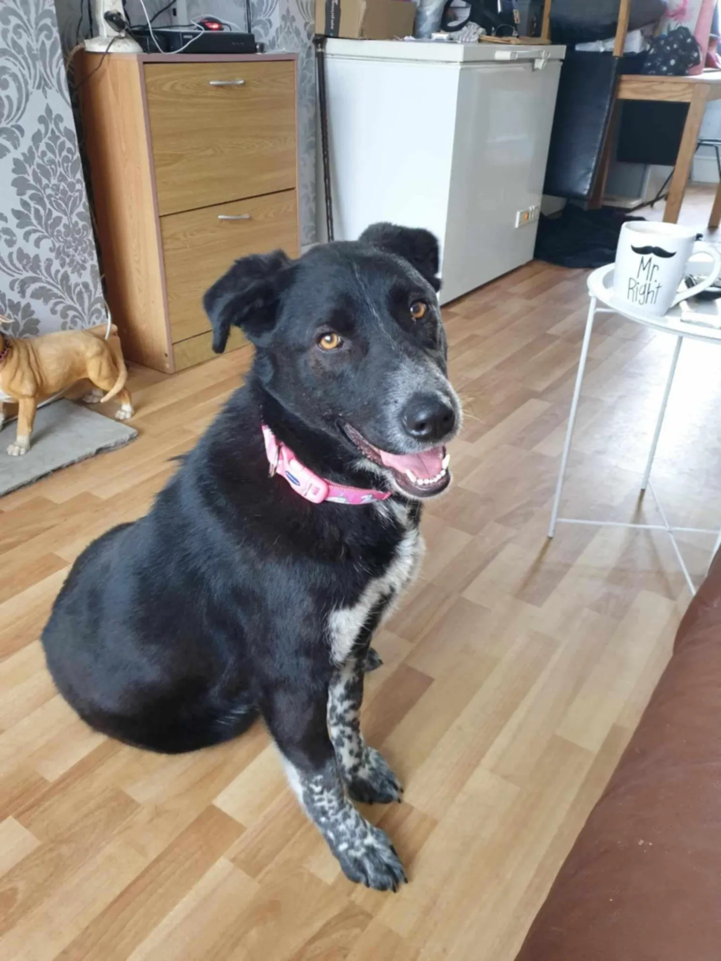 Rosie — Mixed Breed