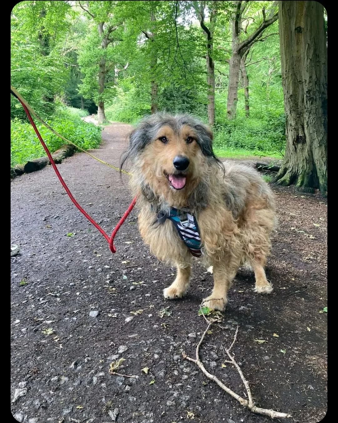 Fraggle — Mixed Breed