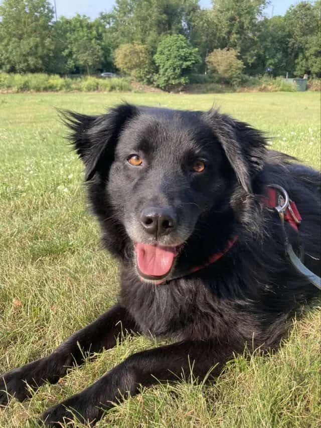 Hera — Mixed Breed