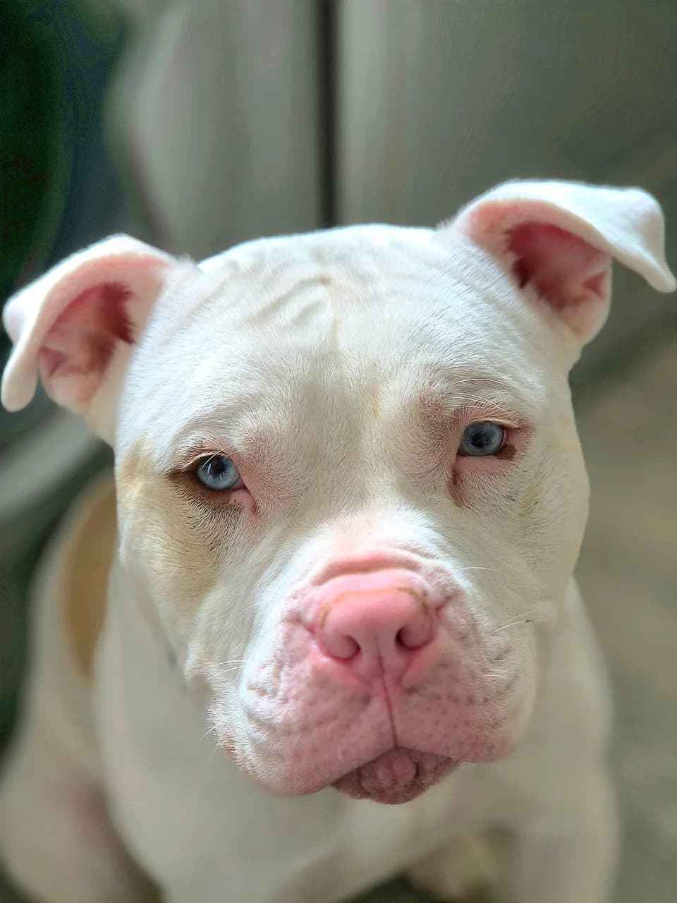 Brisbane — Mixed Breed