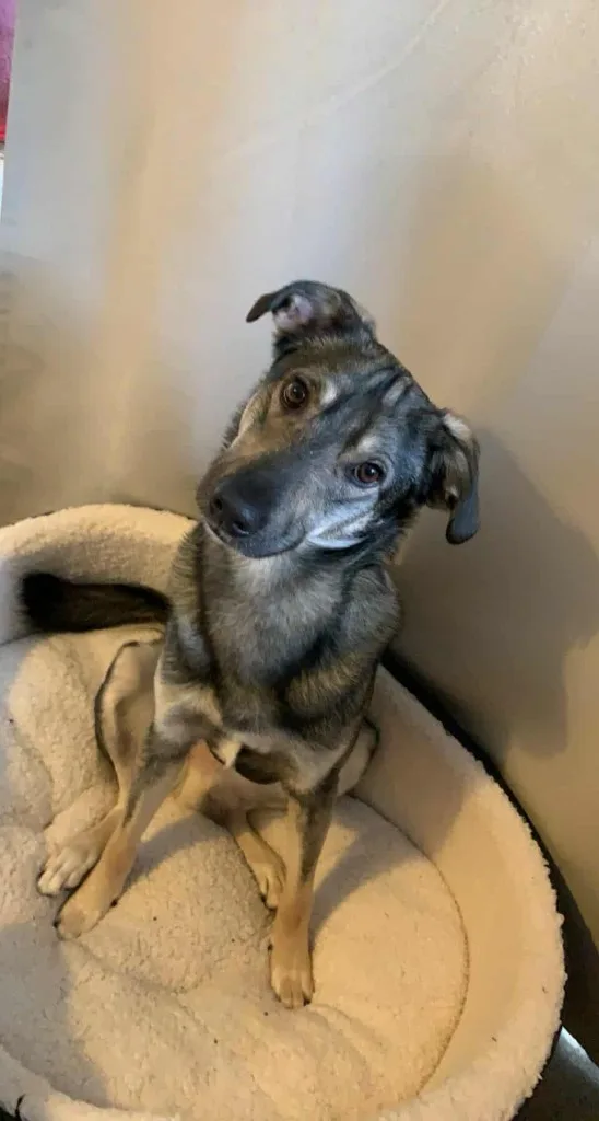 Vinnie — Mixed Breed