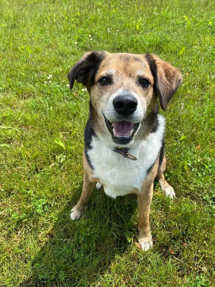 Freddie — Mixed Breed