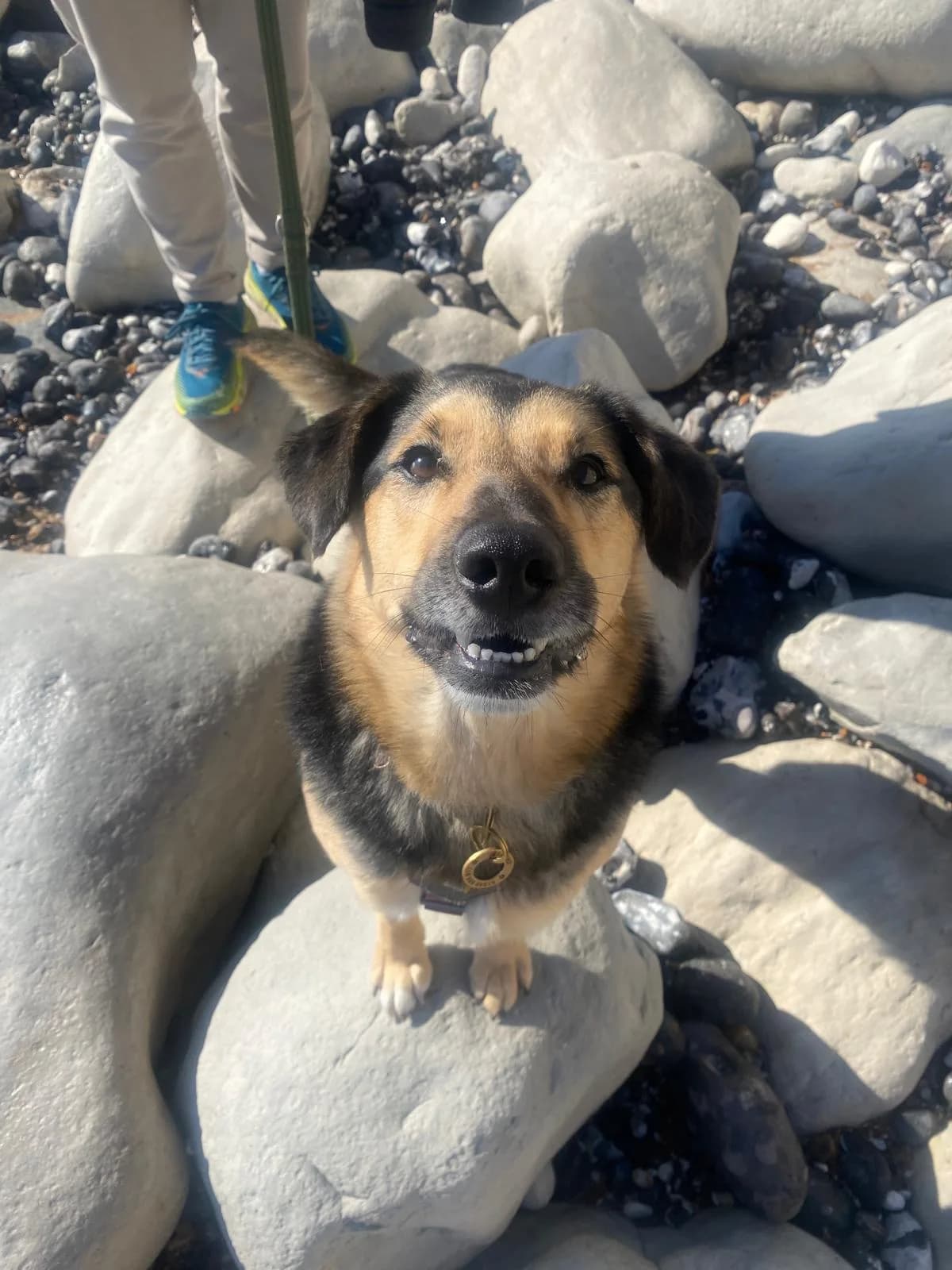 Baks — Mixed Breed