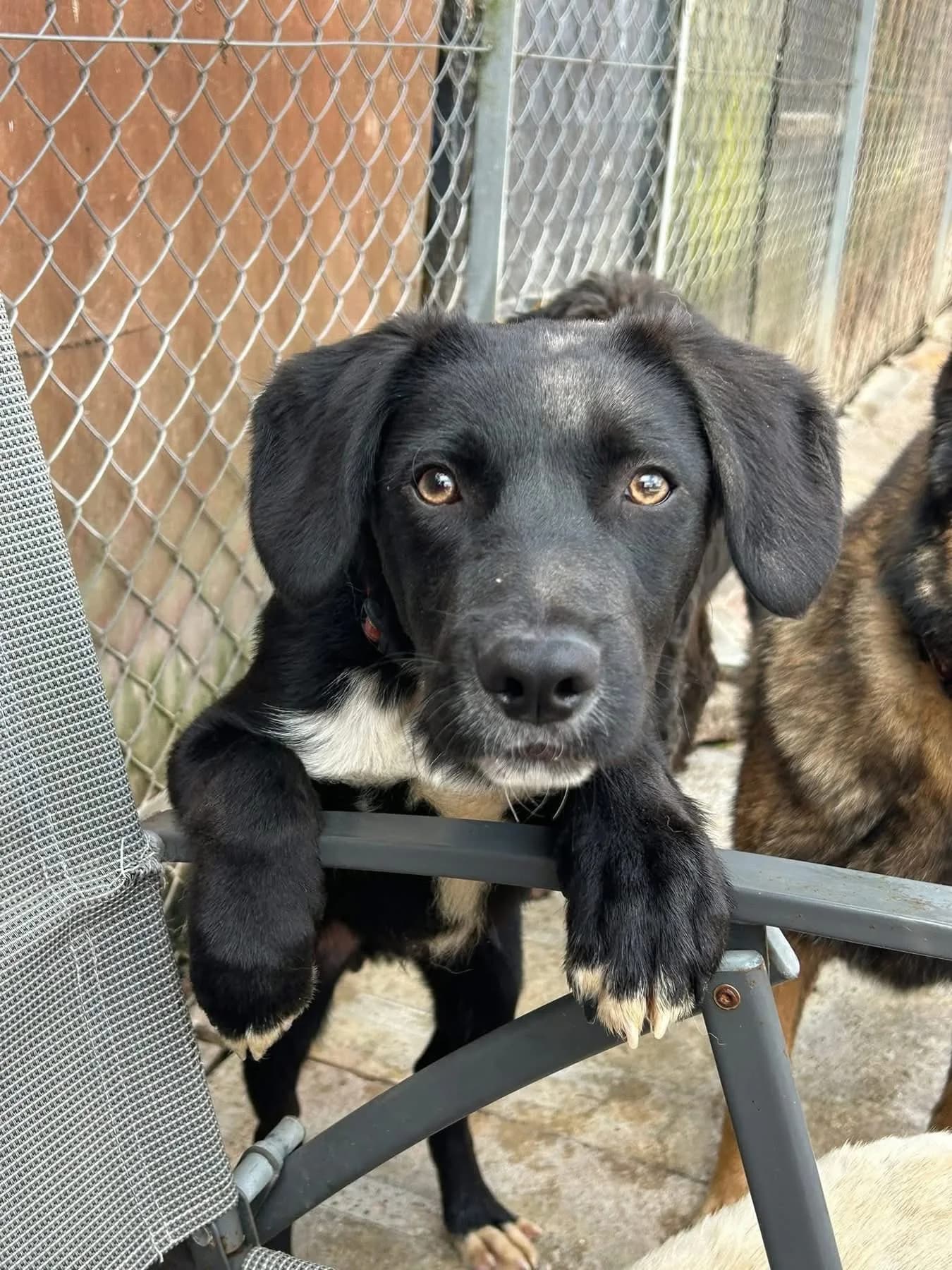 Barney — Mixed Breed