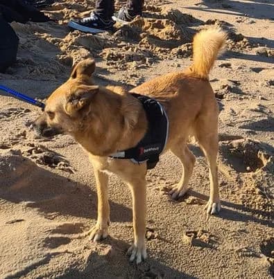 Jess — Mixed Breed